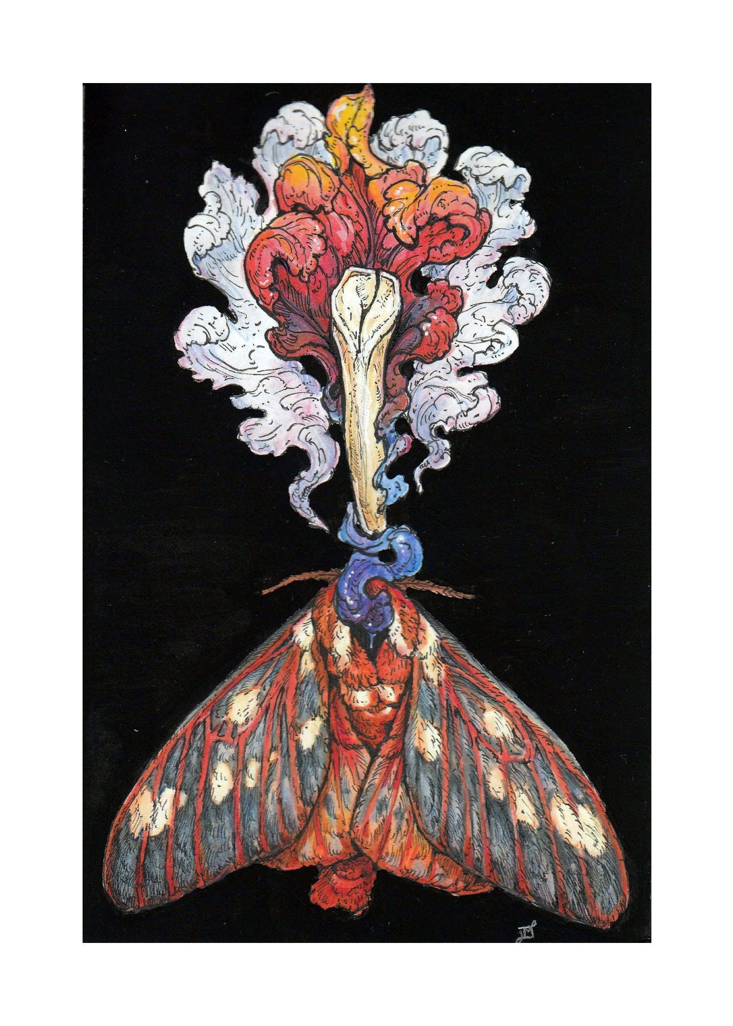 Regal Moth Limited Edition Print