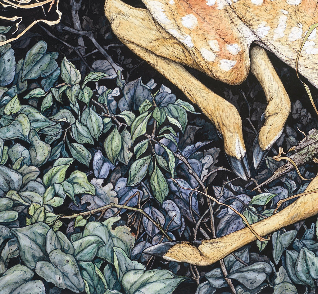Nested Fawn Limited Edition Print