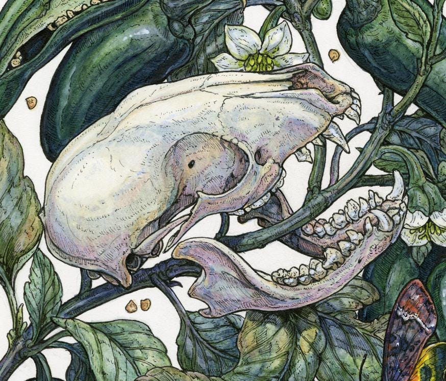 Spicy Limited Edition Print