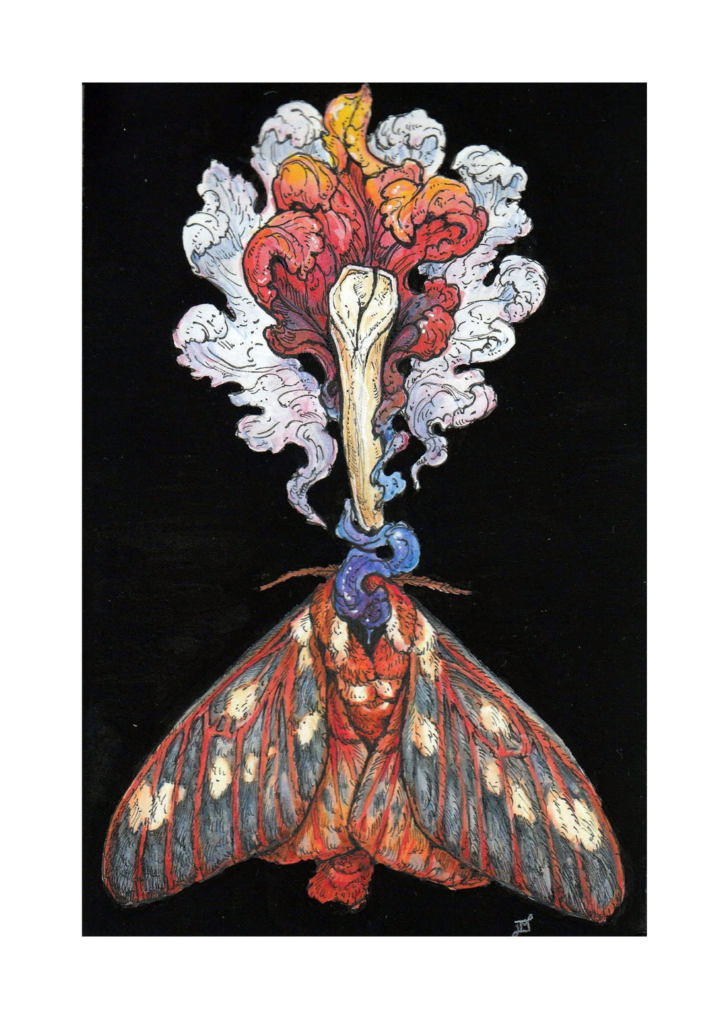 Regal Moth Limited Edition Print