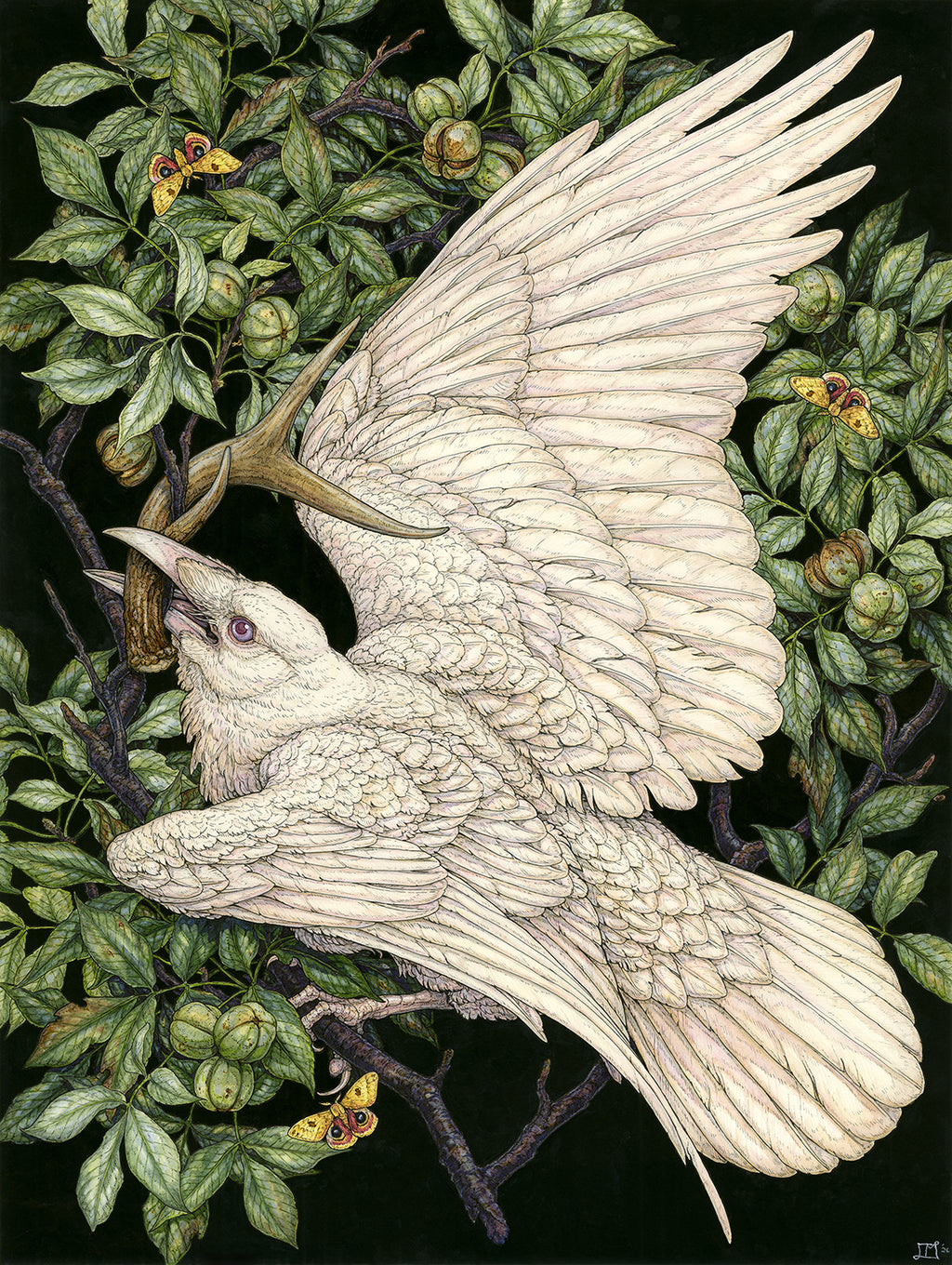 American Raven Limited Edition Print