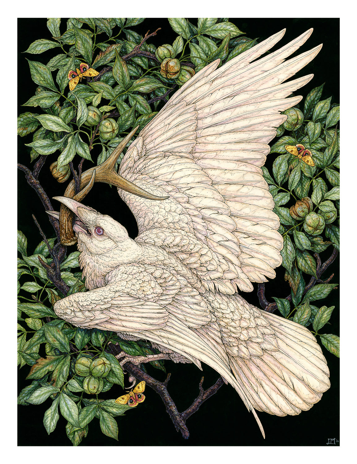 American Raven Limited Edition Print