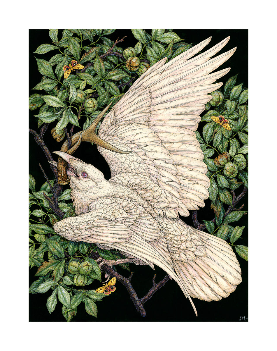 American Raven Limited Edition Print