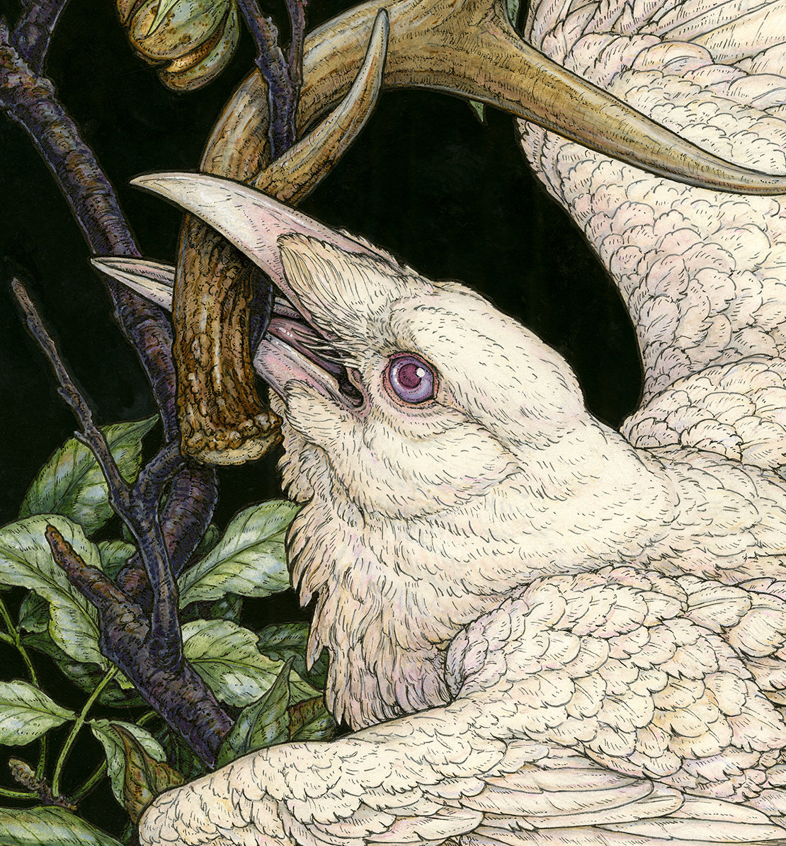 American Raven Limited Edition Print