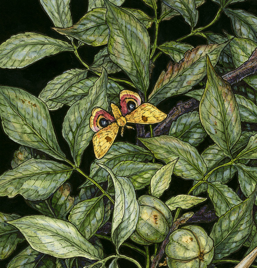 American Raven Limited Edition Print