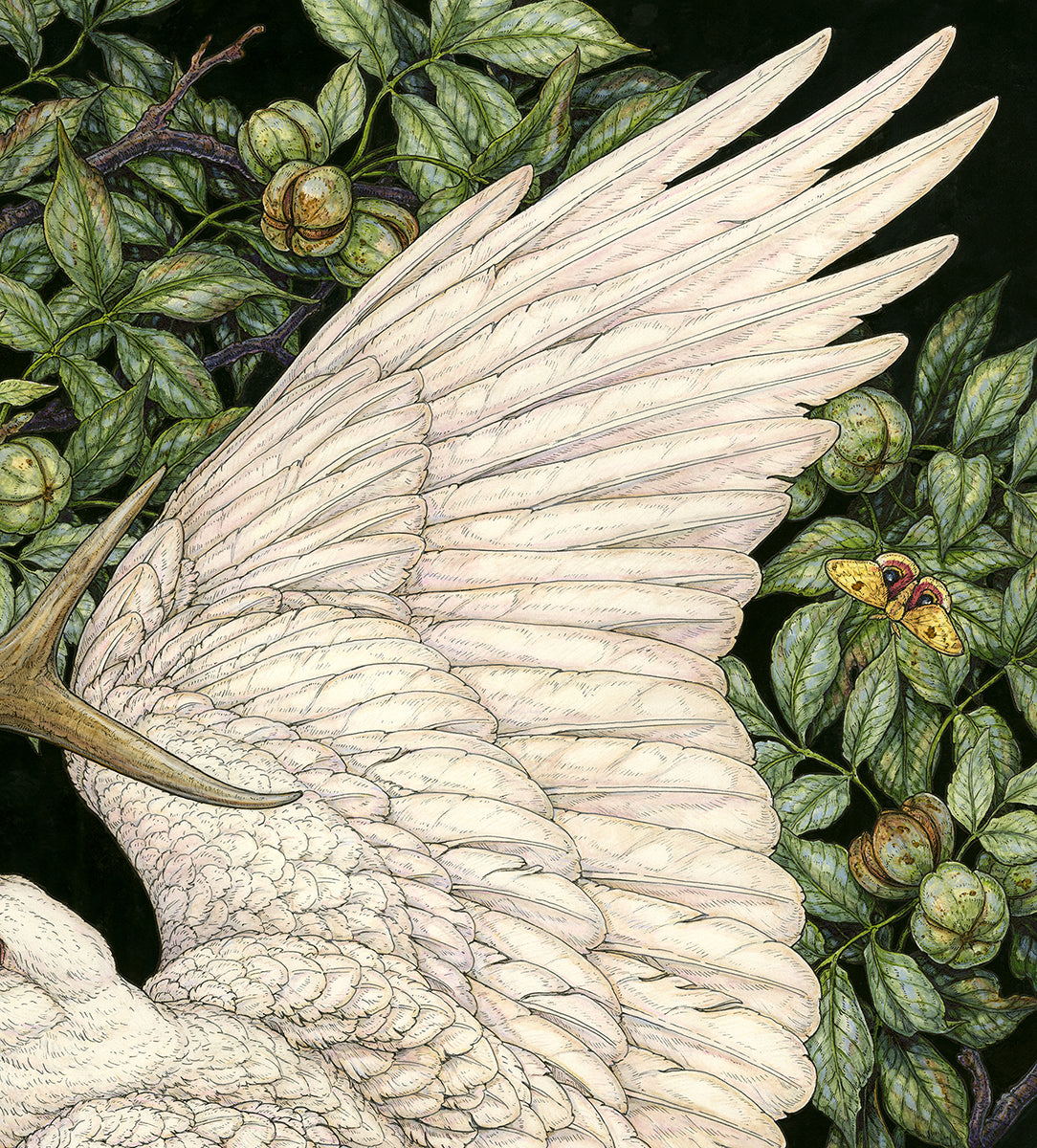 American Raven Original Watercolor