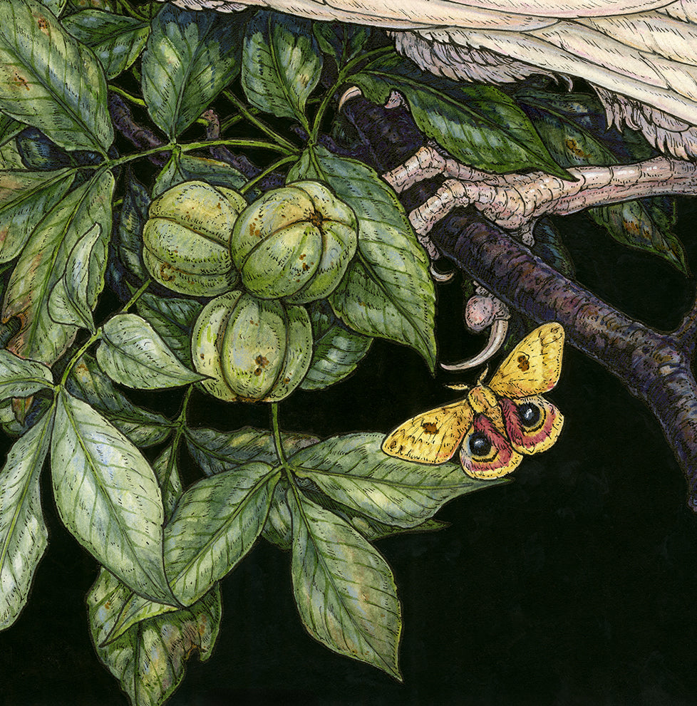 American Raven Limited Edition Print