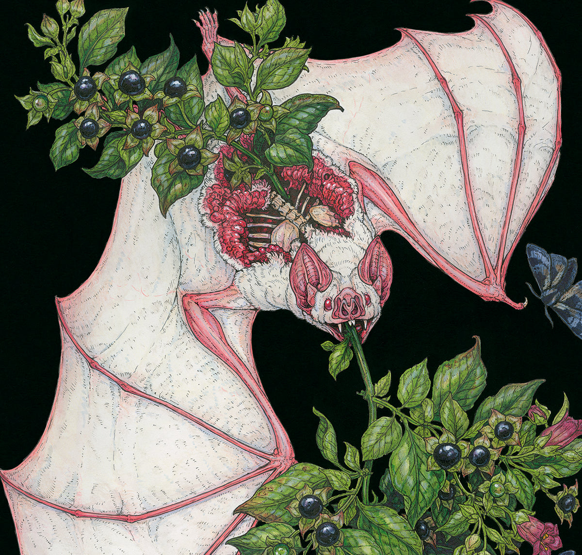 Belladonna Limited Edition Print