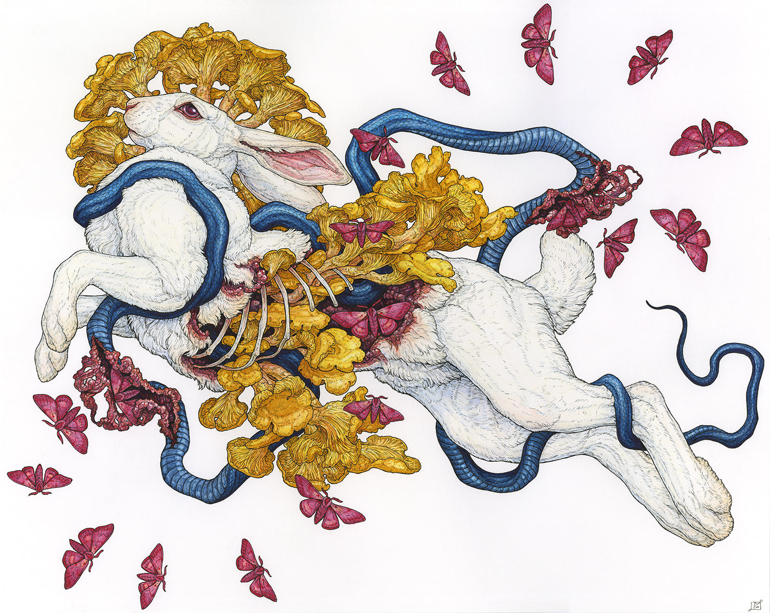 Contemplation of Lepus II