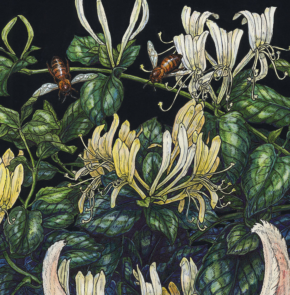 Honeysuckle Guardian Limited Edition Print