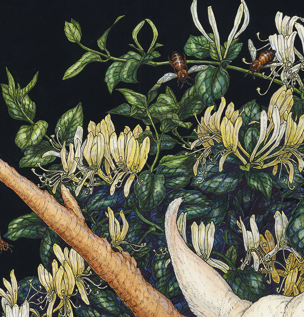 Honeysuckle Guardian Limited Edition Print