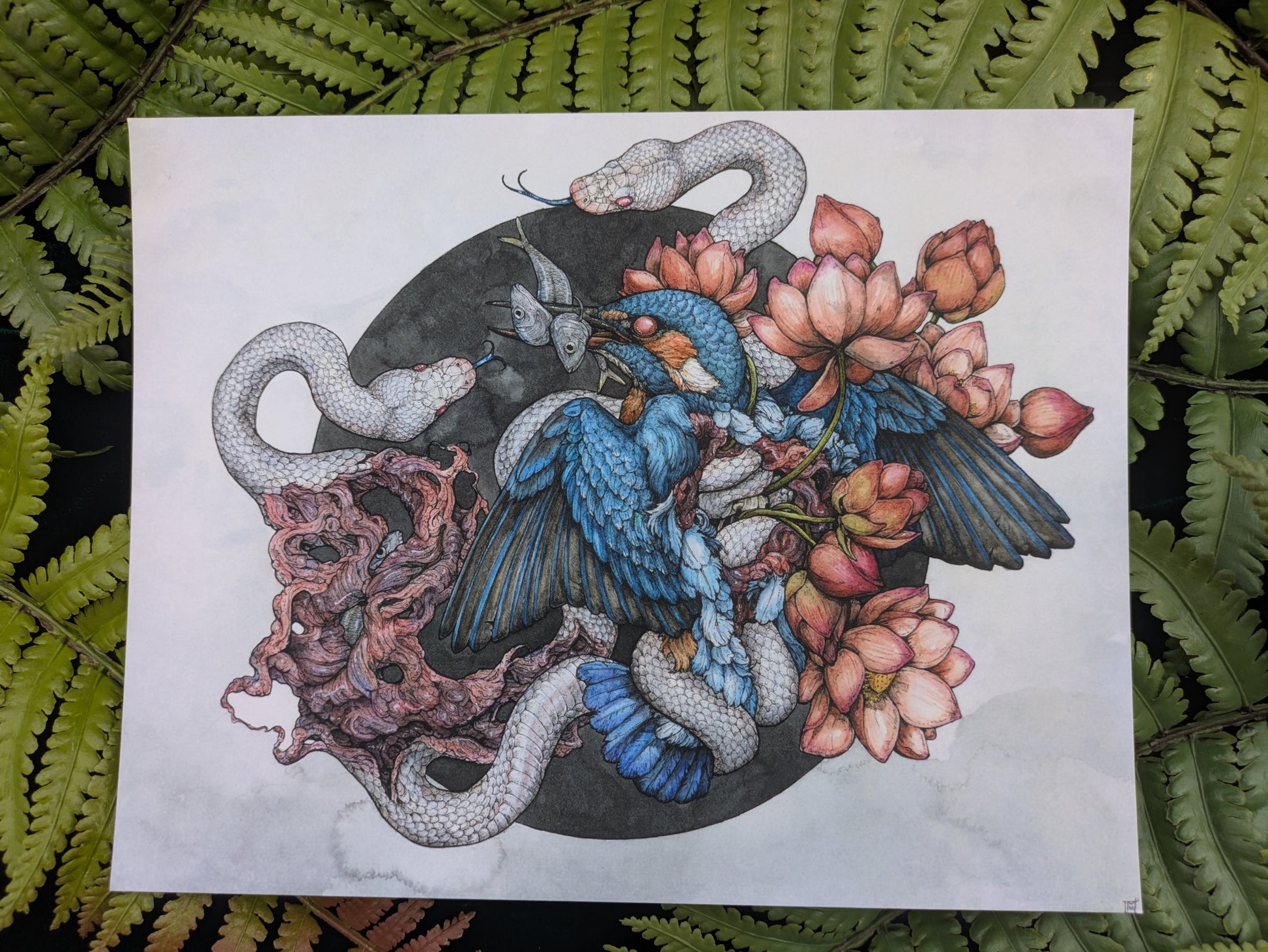 Discontinued Kingfisher Velvet-Touch Mini Print