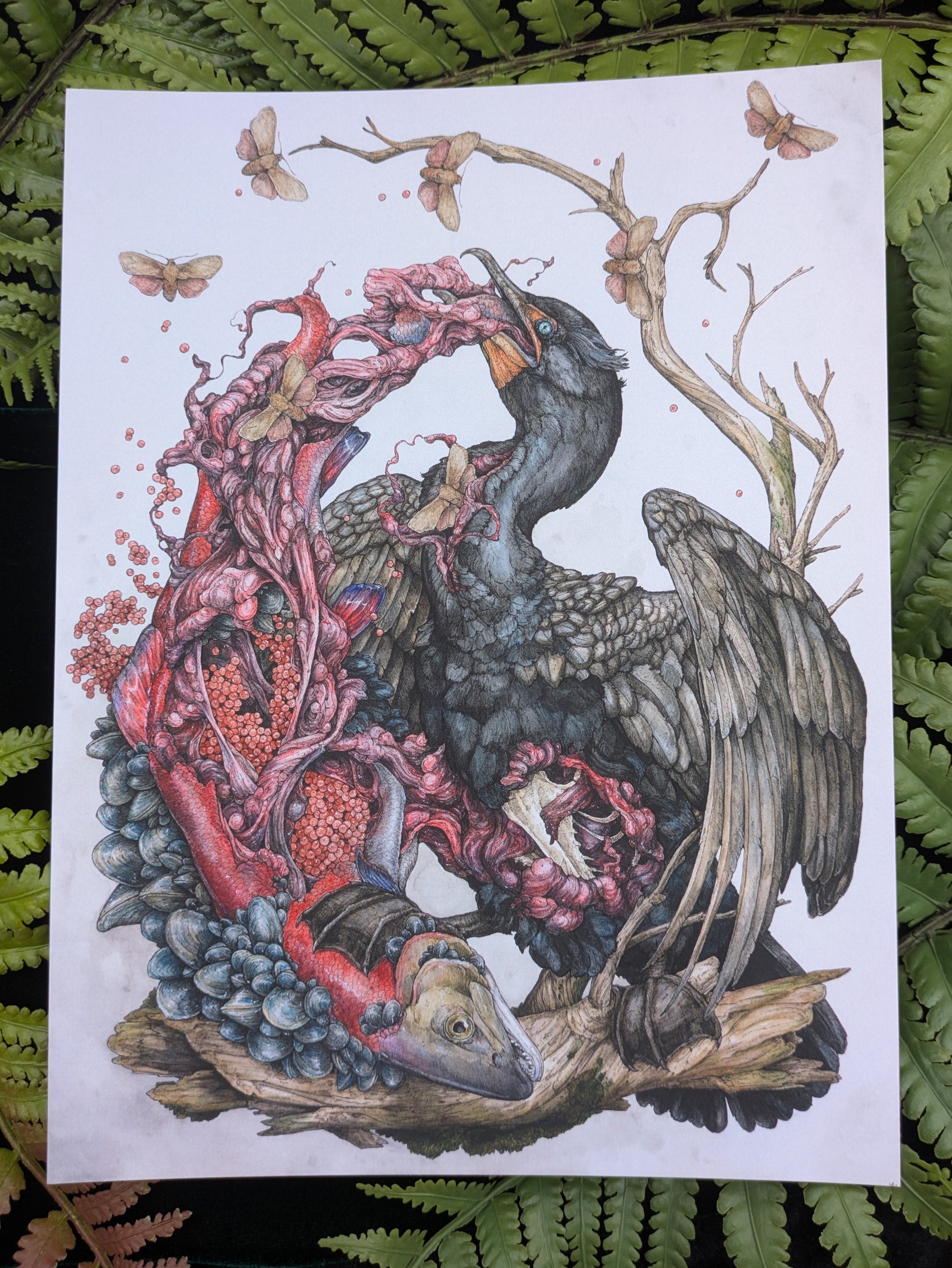 Discontinued Phalacrocorax Auritus Velvet-Touch Mini Print