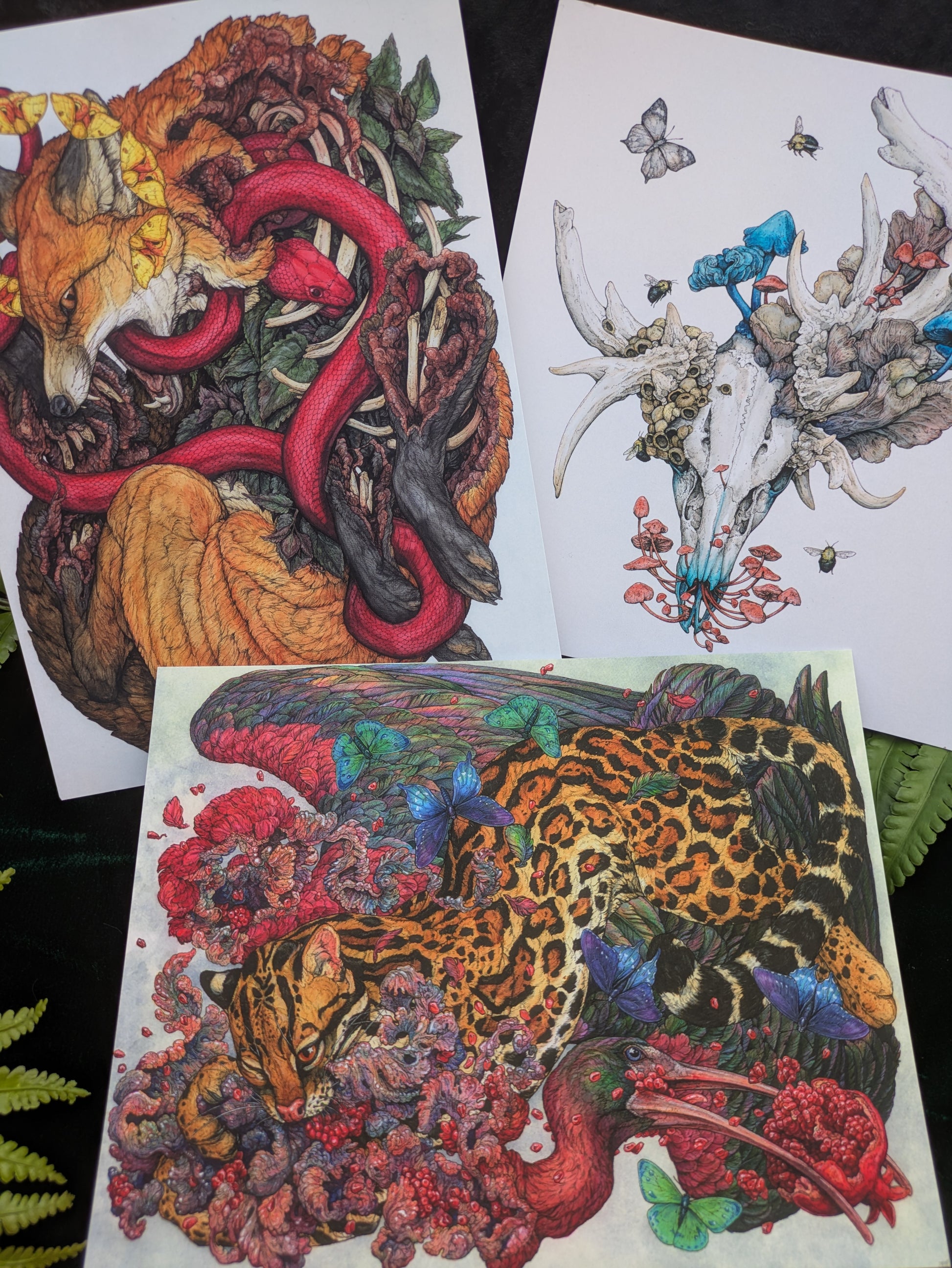 Velvet Touch 3 Print Pack C