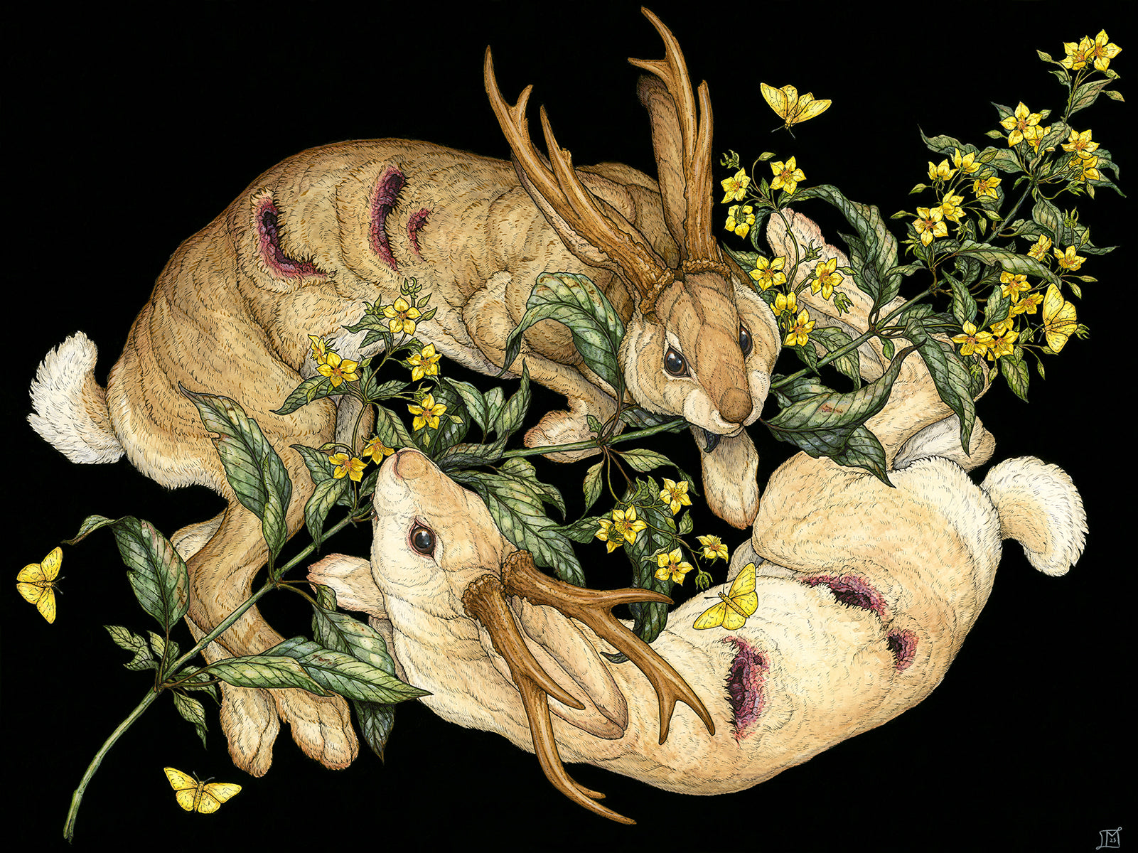 Yellow Loosestrife Limited Edition Print