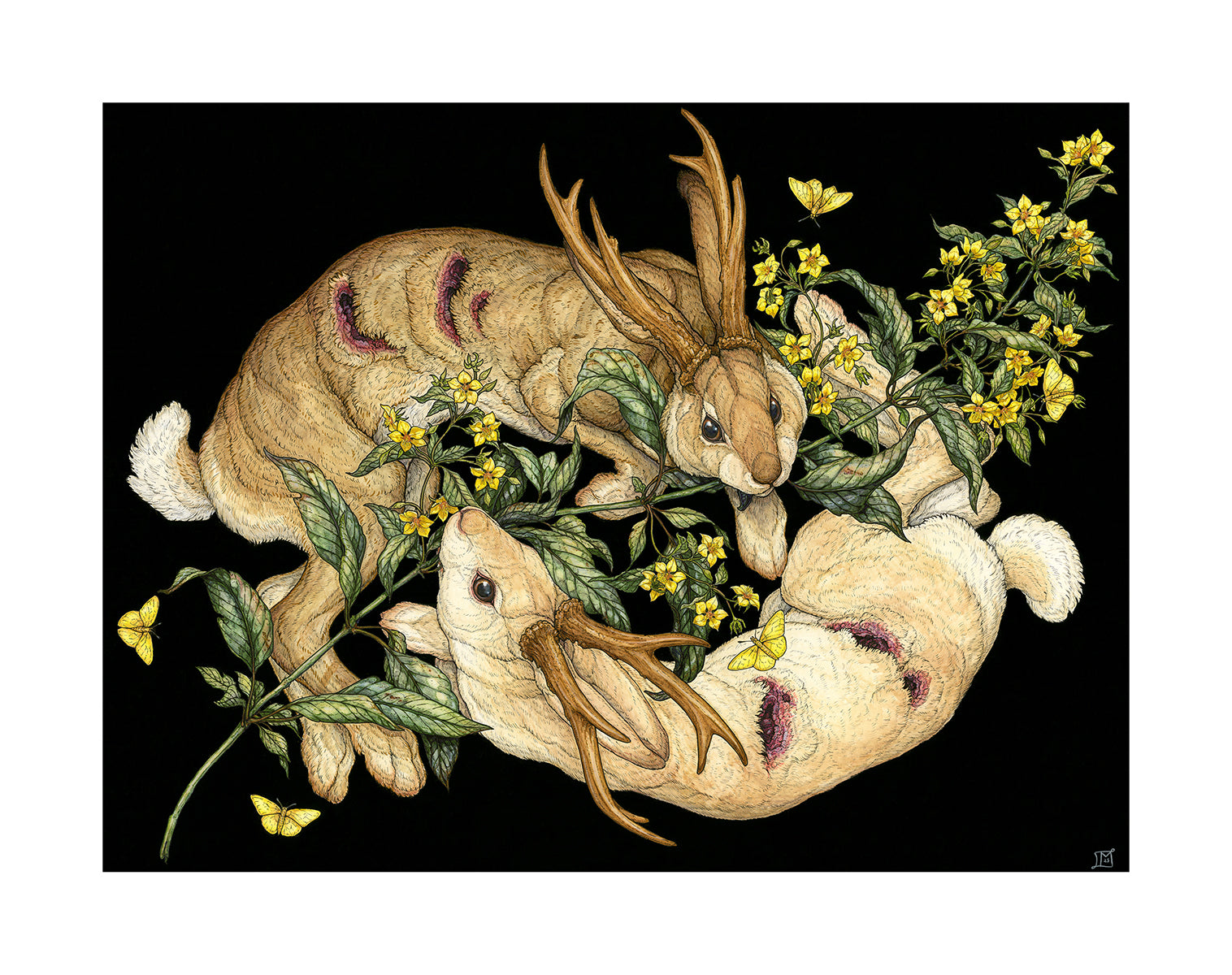 Yellow Loosestrife Limited Edition Print
