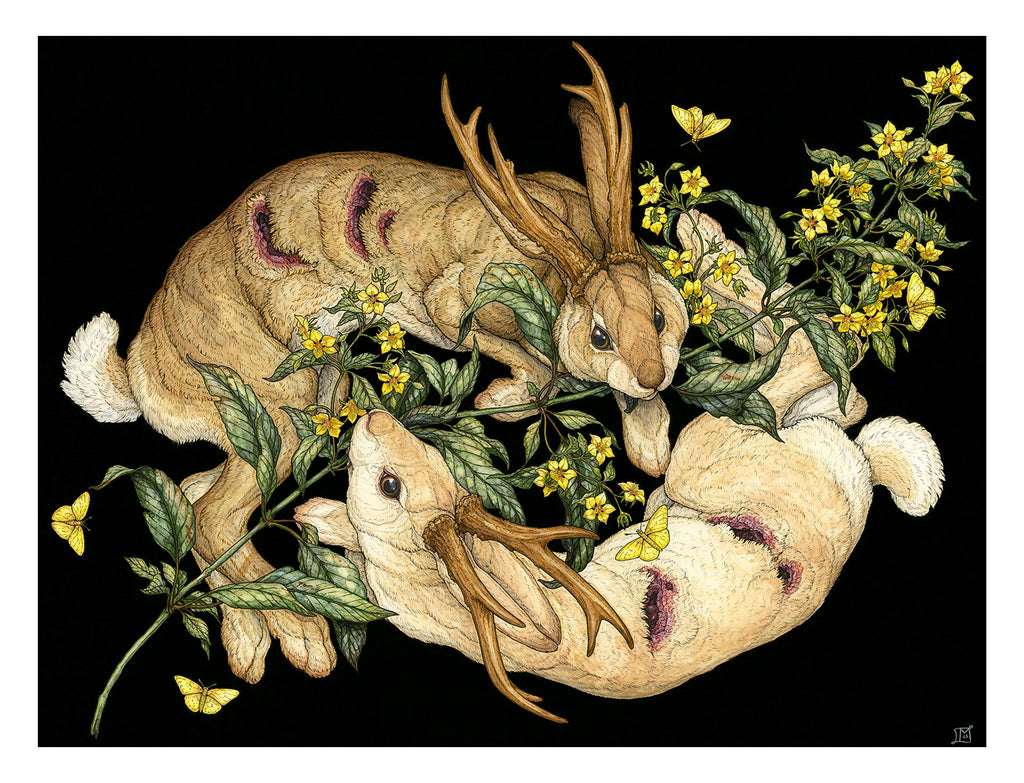 Yellow Loosestrife Limited Edition Print