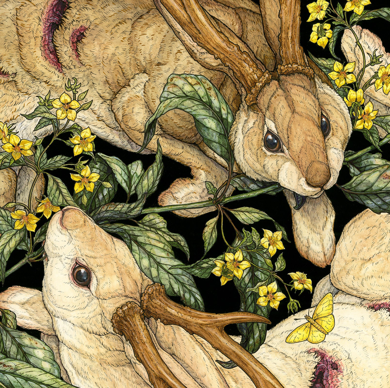 Yellow Loosestrife Limited Edition Print