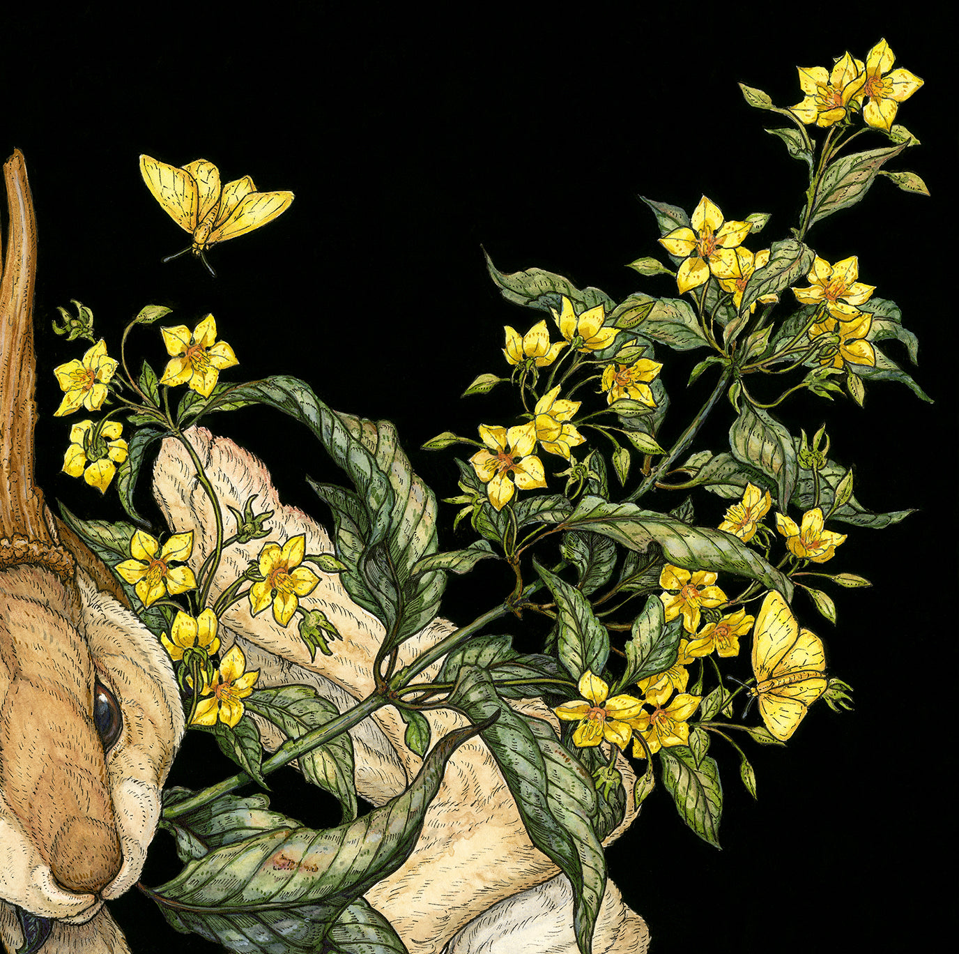 Yellow Loosestrife Limited Edition Print
