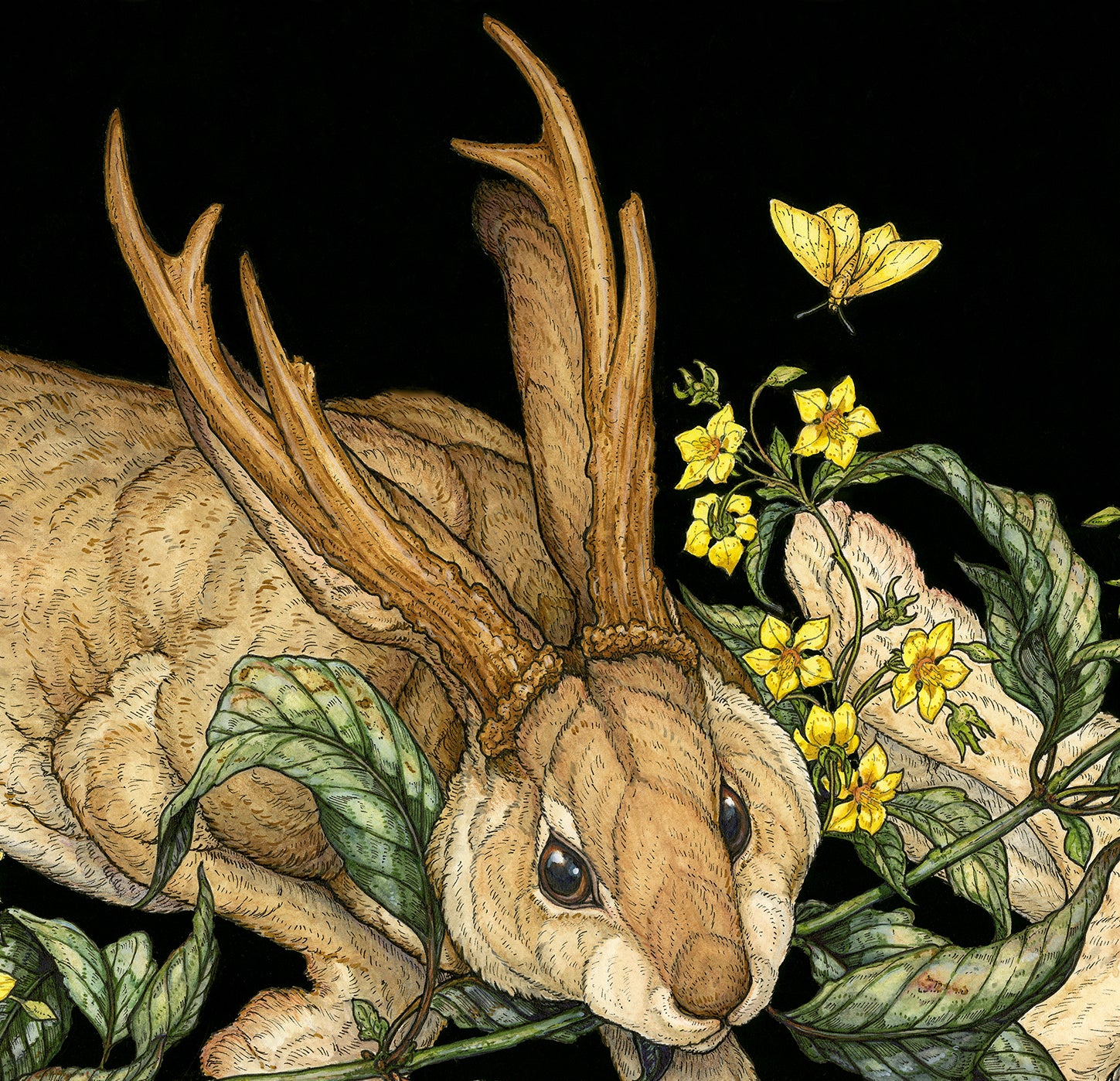 Yellow Loosestrife Limited Edition Print
