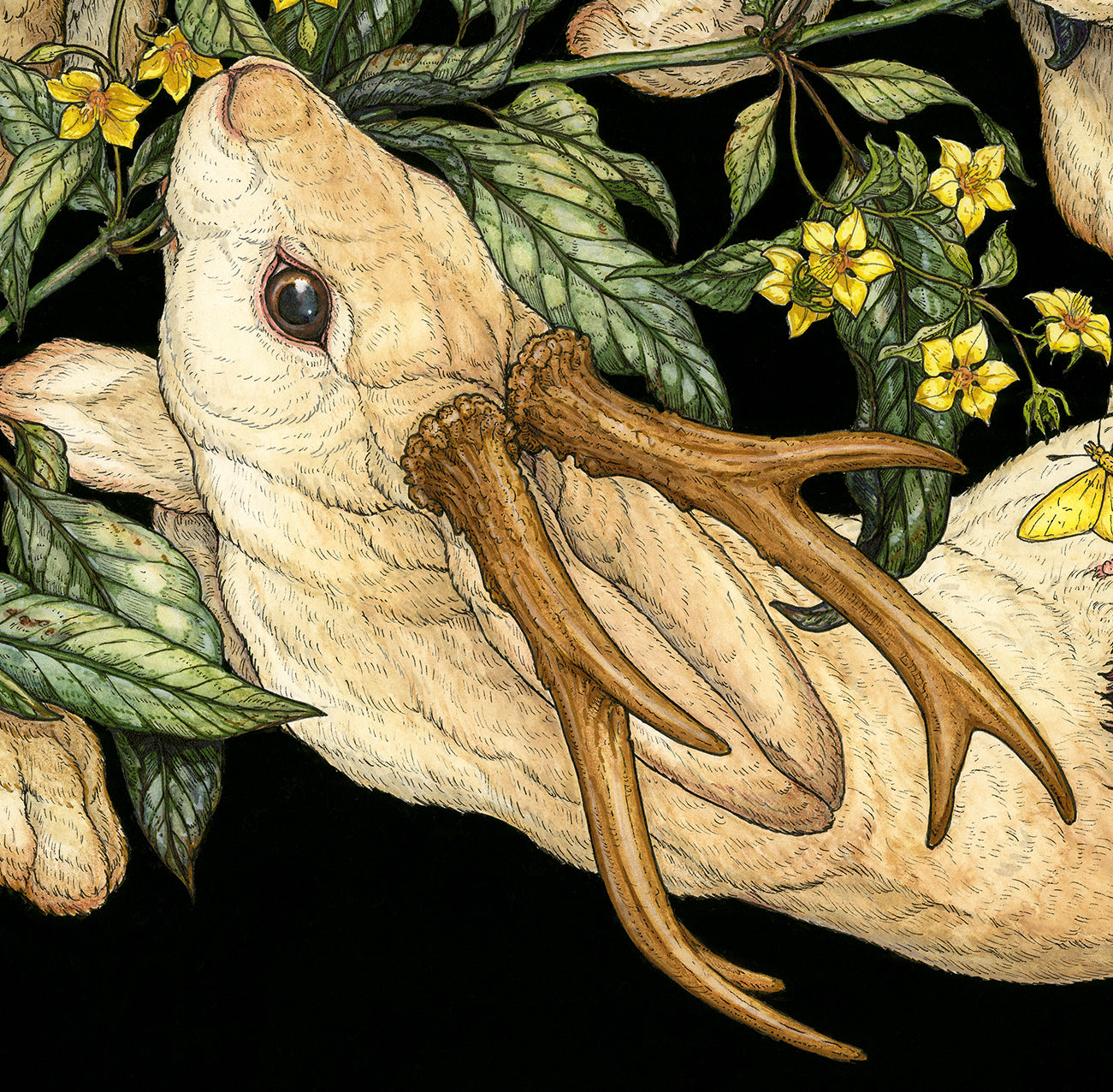 Yellow Loosestrife Limited Edition Print