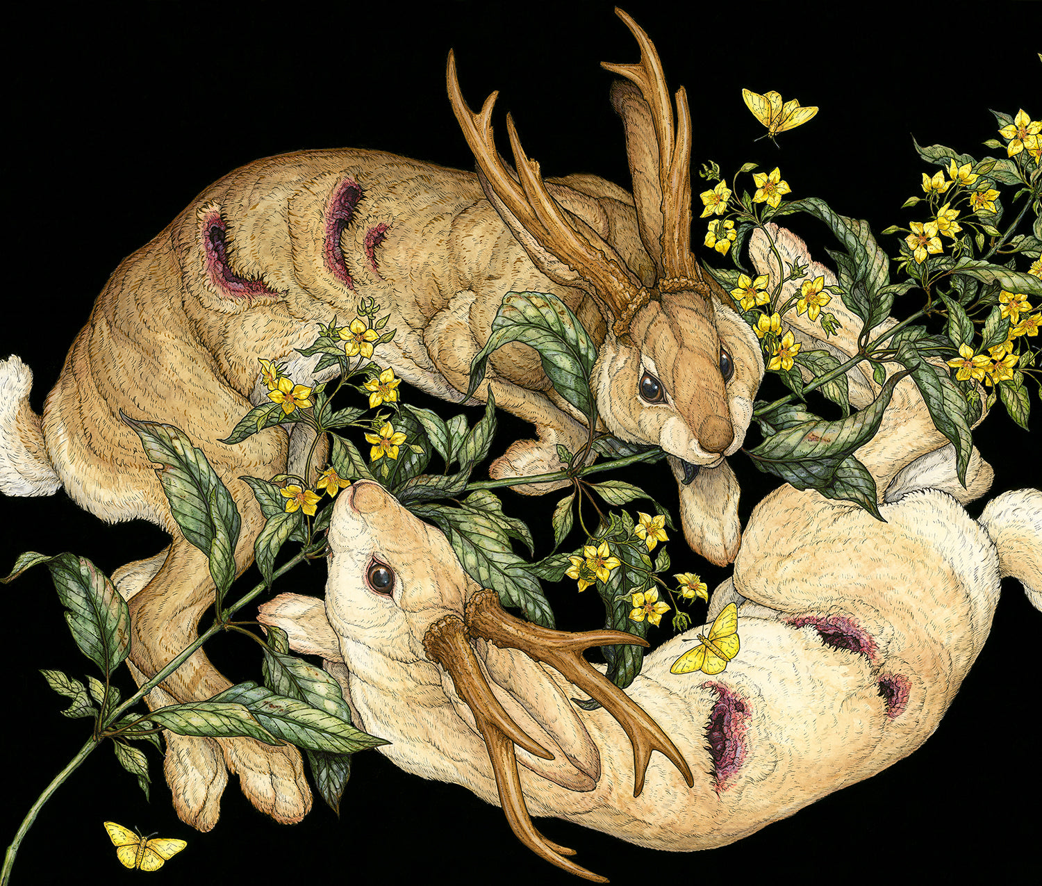 Yellow Loosestrife Limited Edition Print