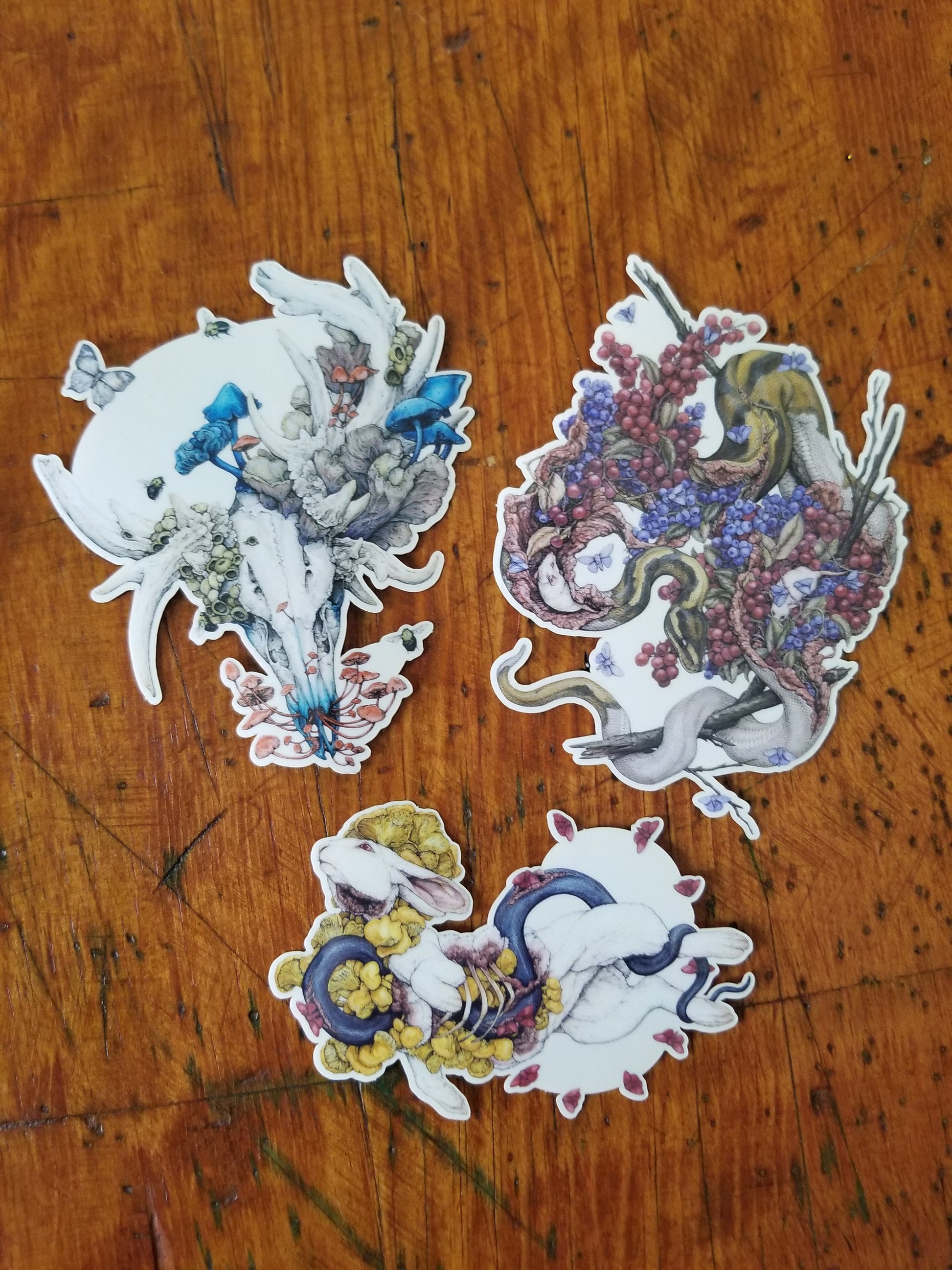 Contemplation of Lepus Sticker