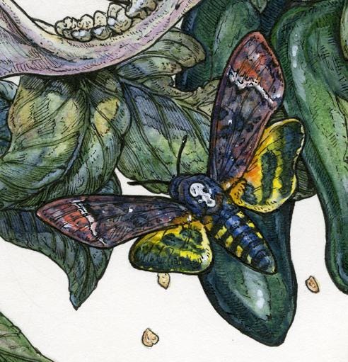 Spicy Limited Edition Print