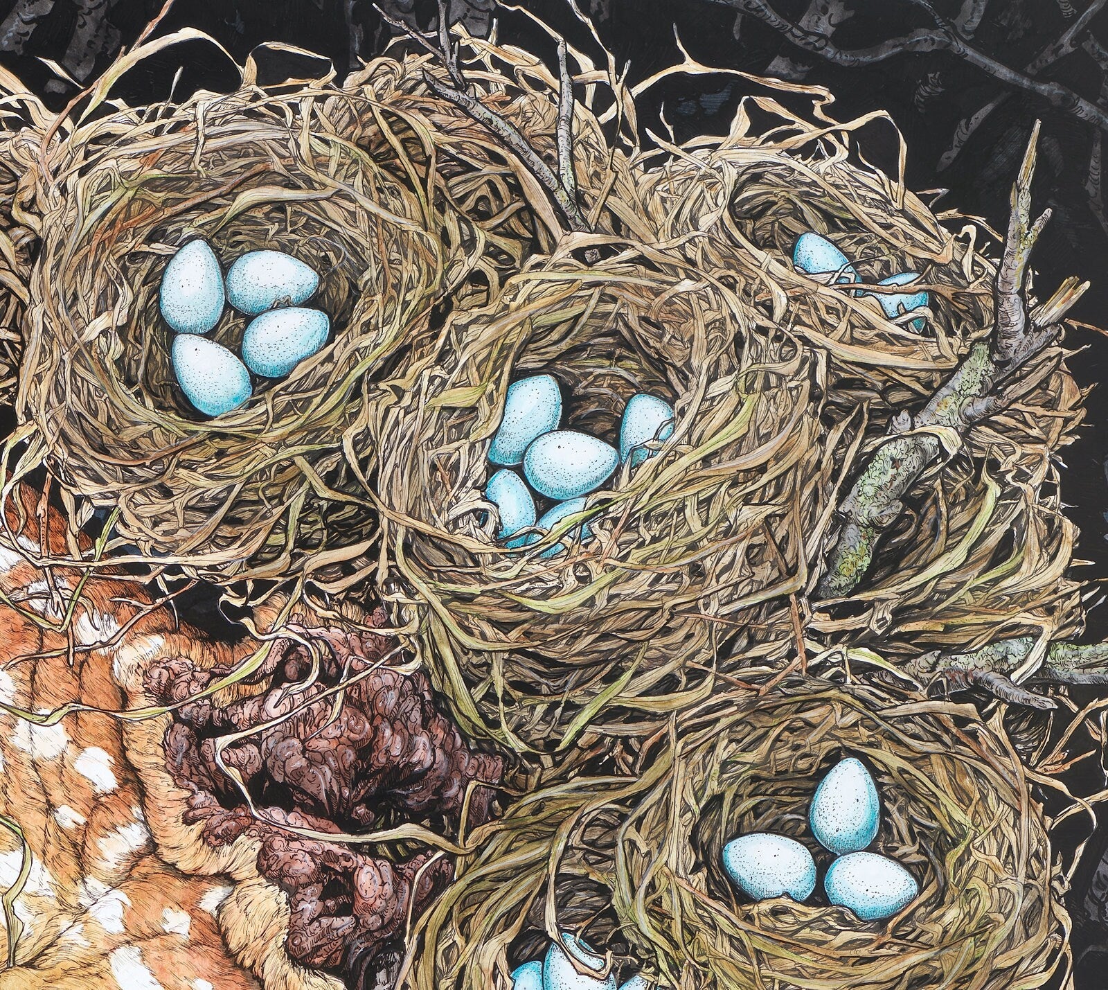 Nested Fawn Limited Edition Print