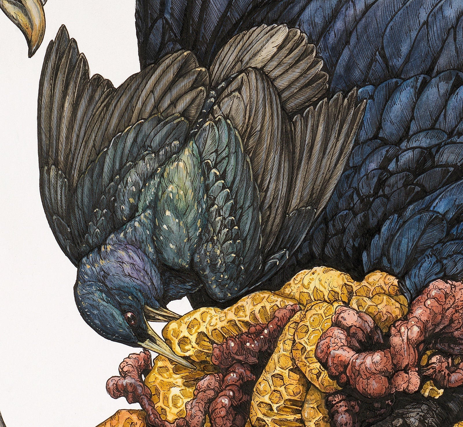 Honey Limited Edition Print